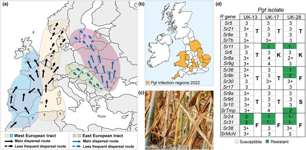 Resurgence of wheat stem rust infections in western Europe: causes and how to curtail them

Lewis et al. @Saunders_Lab @JohnInnesCentre @UniofExeter

📖 ow.ly/uNWK50RXSOs