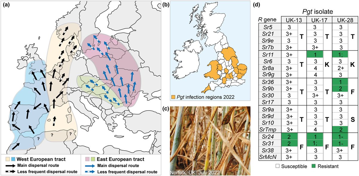 New Phytologist (@newphyt) on Twitter photo Resurgence of wheat stem rust infections in western Europe: causes and how to curtail them
Lewis et al. <a href="/Saunders_Lab/">Diane Saunders</a> <a href="/JohnInnesCentre/">John Innes Centre</a> <a href="/UniofExeter/">University of Exeter</a>
📖 ow.ly/uNWK50RXSOs Resurgence of wheat stem rust infections in western Europe: causes and how to curtail them
Lewis et al. <a href="/Saunders_Lab/">Diane Saunders</a> <a href="/JohnInnesCentre/">John Innes Centre</a> <a href="/UniofExeter/">University of Exeter</a>
📖 ow.ly/uNWK50RXSOs