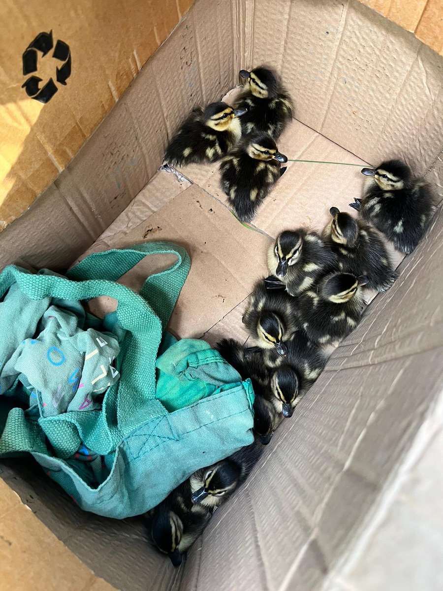 <a href="/ChrisGPackham/">Chris Packham</a> <a href="/BBCSpringwatch/">BBC Springwatch</a> just picked these up on the A590 in Cumbria unfortunately the mother was killed - any suggestions on the next move please? Chirping away in my car currently 🙏