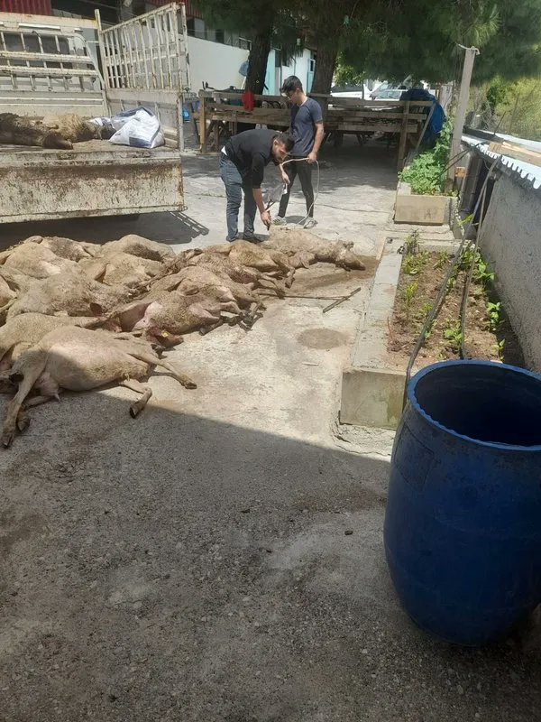 Başıboş köpekler Kahramanmaraş’ta 40 koyun 150 tavuk ve 55 kazı telef etmiş, vahşet ötesi bir durum, hayvanların sahibi fenalaşıp hastaneye kaldırılmış. Kaynak: @sabah