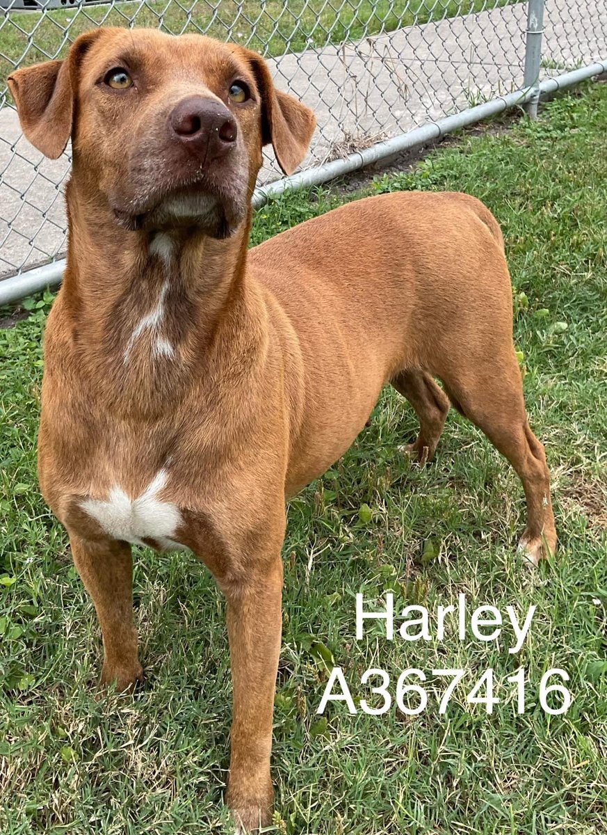Gorgeous red HARLEY #A367416 2yo, Lab-mix, will b the best friend u ever had if u save her precious life!Uneasy at shelter,she needs a loving home where she will b a fabulous companion PLZ #ADOPT #FOSTER OR #PLEDGE TO ATTRACT A RESCUE🛟 #CorpusChristi #Texas even a Retweet helps