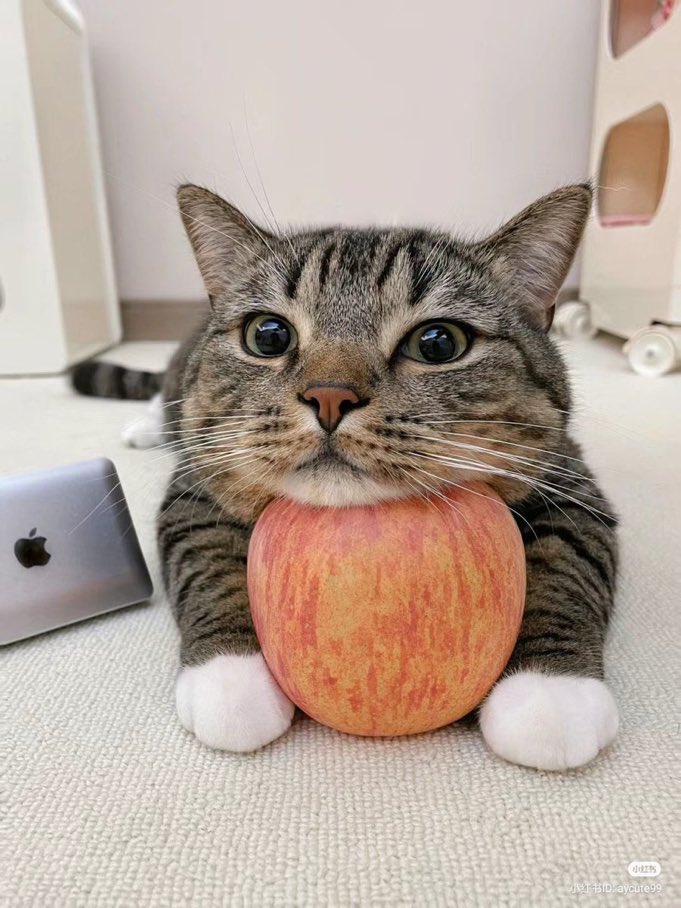 It's yours 🐈‍⬛

🍎
