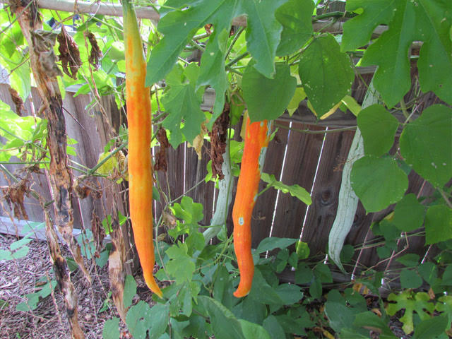 honorableEAZY's tweet image. We are still lamenting about the price of tomato/pepper in the market but here we are, cramming a new National Anthem.
Anyway, let me tell you a cool substitute for tomatoes in your stews.

Have you heard about "Chinese Tomatoes"? 😄 That's not the real name sha, it's called a…