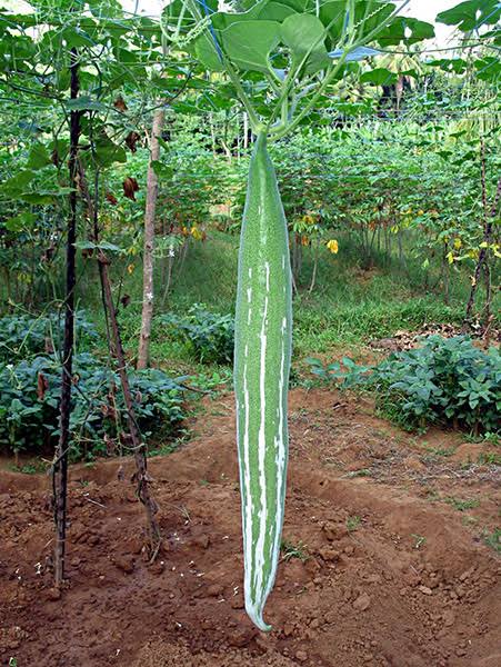 honorableEAZY's tweet image. We are still lamenting about the price of tomato/pepper in the market but here we are, cramming a new National Anthem.
Anyway, let me tell you a cool substitute for tomatoes in your stews.

Have you heard about "Chinese Tomatoes"? 😄 That's not the real name sha, it's called a…