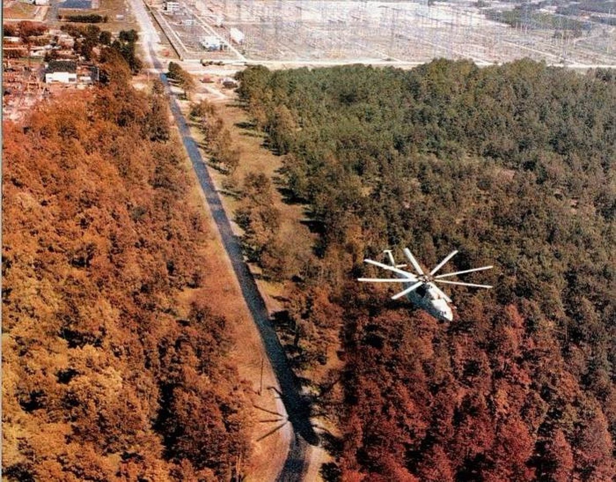 The explosion at the Chernobyl nuclear power plant in 1986 caused severe radioactive contamination in the surrounding area. One of the most striking effects was on a forested area near the plant, where pine trees absorbed massive amounts of radiation and turned a vivid red color,