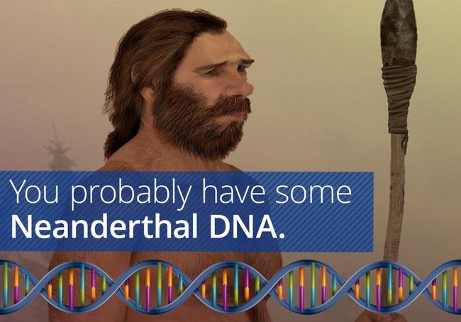 Around 2% of the genomes of modern Eurasians contains Neanderthal DNA. 

Here's how it affects our health.

10 unexpected ways Neanderthal DNA affects our health
livescience.com/health/genetic…