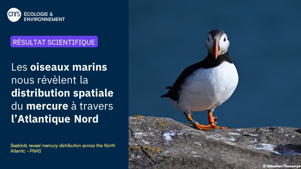 CNRSecologie's tweet photo. #RésultatScientifique 🔎

🪶🗺️Mal connue à l'échelle des océans, la distribution spatiale du mercure a pu être cartographiée dans l'Atlantique Nord en utilisant les oiseaux marins comme bioindicateurs.

▶️https://t.co/4FrVK7v27X https://t.co/5dXA0B0kj8