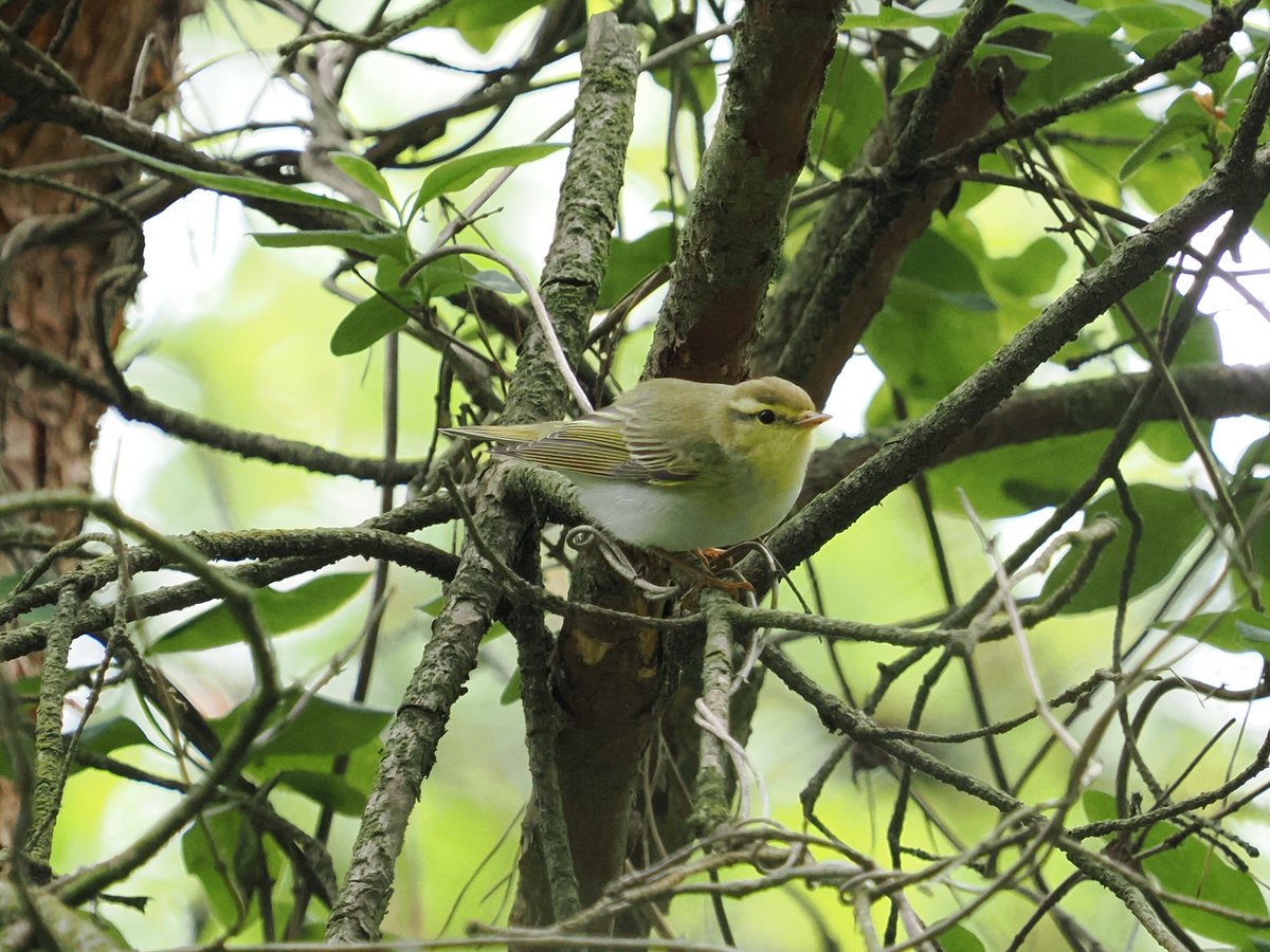 Wood Warbler at Harry's Park Wood with @greenlandfalcon. A great bird to test my new #om1 #northantsbirds
