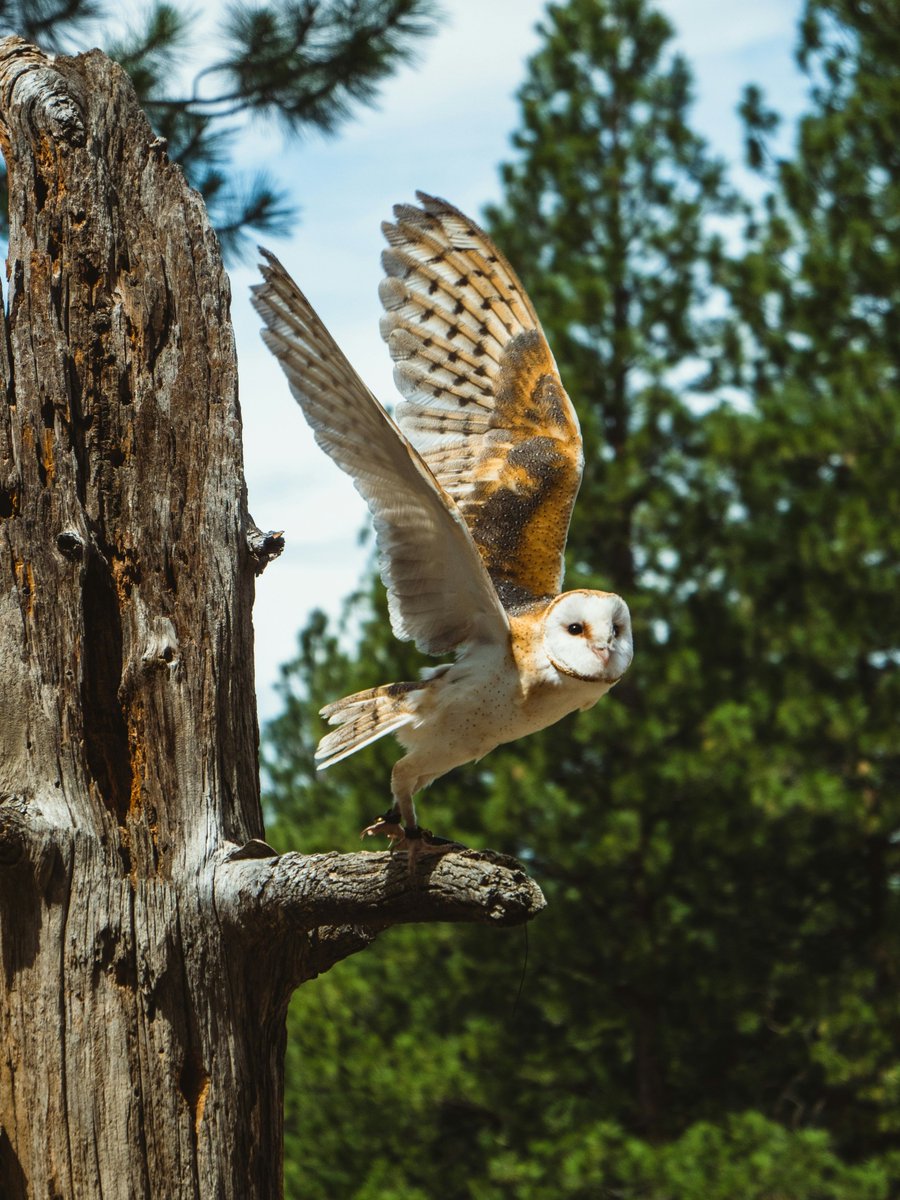 #birds #featheredmates #bird #birdphotography #birdphotography #birdphotography #birding #birdwatching #bird_brilliance #birds_adored #birdlovers  #birdcare #birdcaptures #birdsounds #birdphoto #petbird #petbirds #featheredfriends #featheredmate #featheredmates #owl #owls