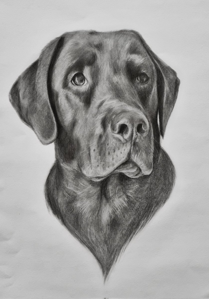 A portrait I drew some time ago, of the good boi, called Walter! 🥰 Drawing him was truly such a joy! 🎨🐾
#dogart #petportrait #dogdrawing #artcommission #doglovers #animalart