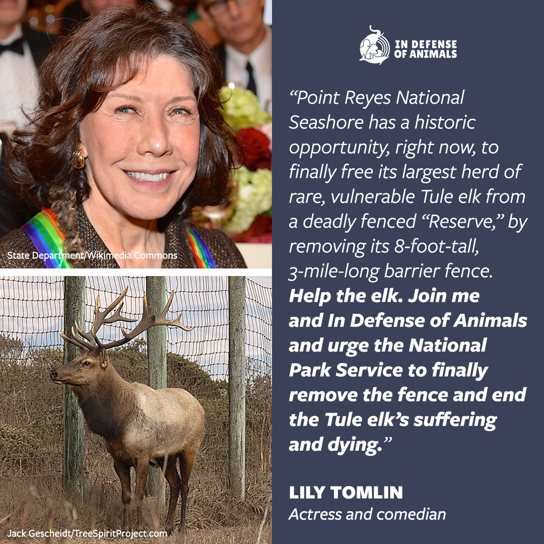 Join @LilyTomlin, add your voice to hers, to free the #TuleElk of #PointReyes Nat’l Seashore. Tell @NatlParkService : “YES, remove the deadly 8-foot-tall elk fence!” in this last public comment period, ending June 5th. @PointReyesNPS Take action: bit.ly/3wTwuFH