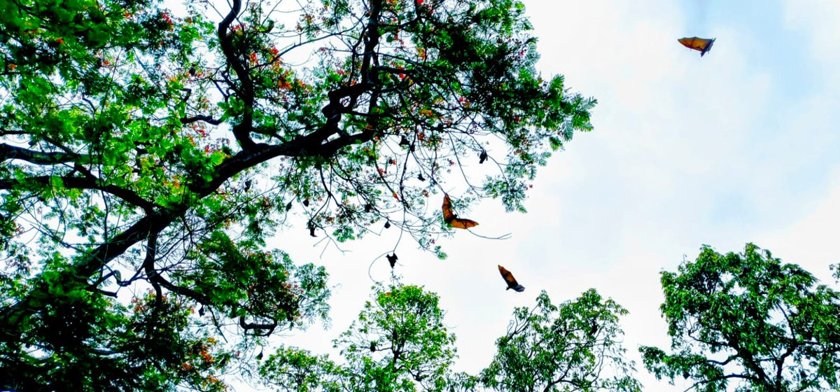 dibarijit's tweet photo. The Indian flying fox, Assam's largest fruit bat, roosts at the Mahabahu Brahmaputra River Heritage Centre in Guwahati. Spot this unique wildlife spectacle from the opposite side at Panbazar Pani Tanki. Look up for an amazing experience! Mobile click #IndianFlyingFox #Guwahati https://t.co/juAsjTxZ45