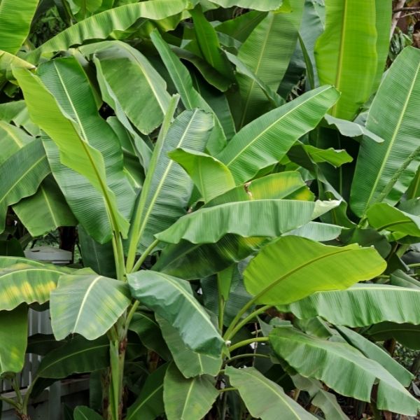 Nig_Farmer's tweet image. #NaijaFarmerTips

I was at the gym few days ago and I hurt my finger. I was replacing a kit &amp;amp; my hand slipped tearing my finger and causing serious pain.

Are you a sports person who gets injured, or children even farmers who sometimes get injured on the farm. If you're a handy…