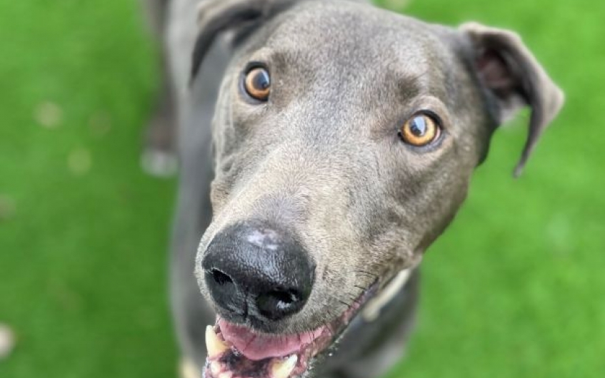 Please retweet to help Radar find a home #GLASGOW #SCOTLAND #UK AVAILABLE FOR ADOPTION, REGISTERED, BRITISH CHARITY, SSPCA ✅ Poor Radar, aged 7, has been overlooked 'Radar can be a shy and independent boy who will need space to settle into a new home. He loves his human