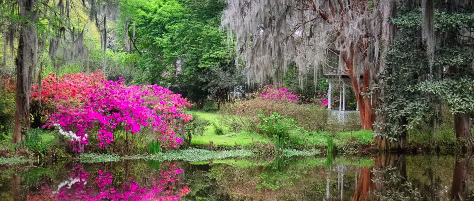 7 Common Trees and Flowers found in or around Charleston, South Carolina - Charleston Daily - bit.ly/3R5glE9

#Charleston #ThingsToDoInCharleston #Flowers #Trees #ExploreCharleston #CharlestonDaily