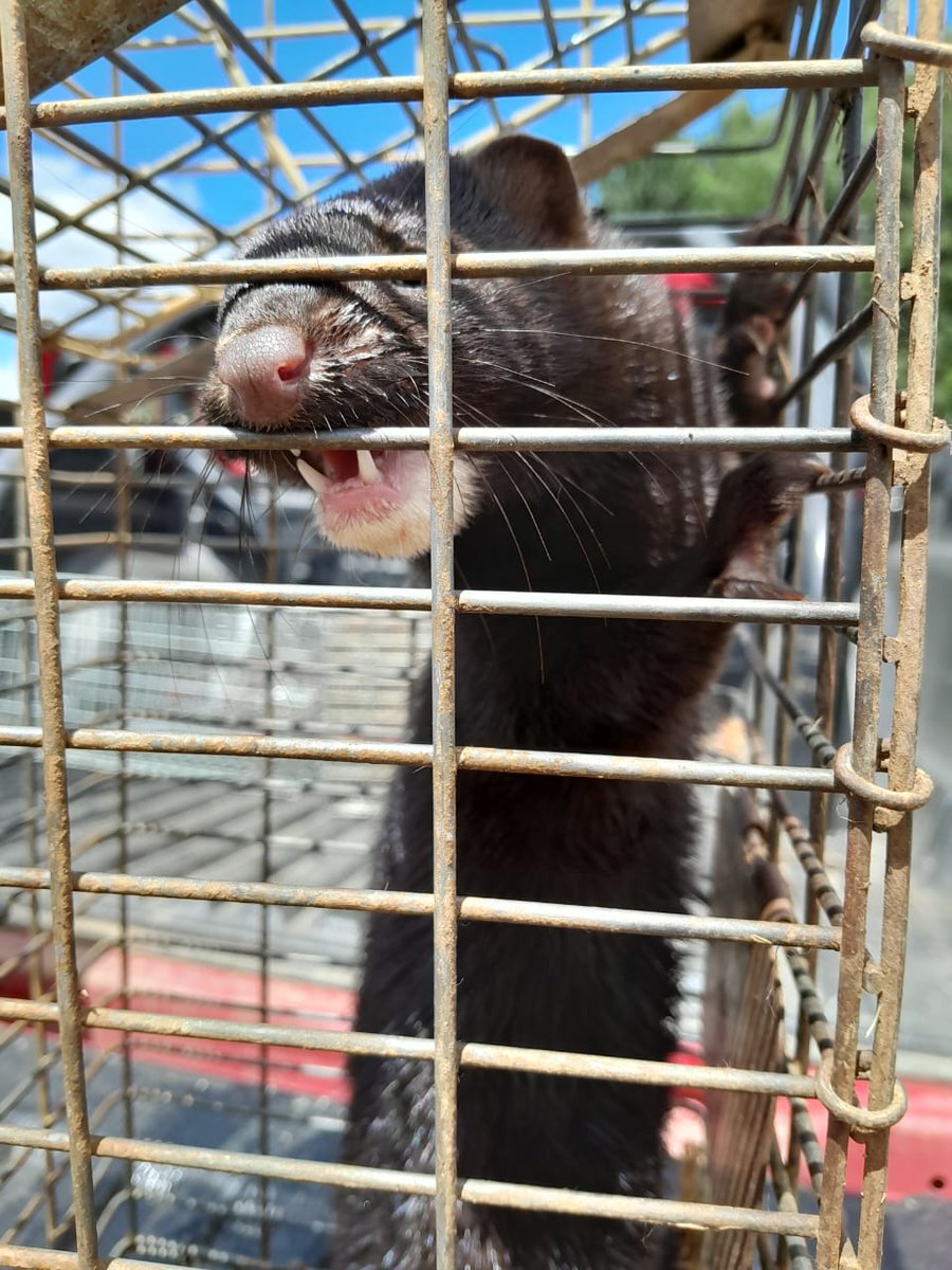 ¿Viste el primer capítulo de "Invasores"? Iniciativa de <a href="/uchile/">Universidad de Chile</a>, en la que aborda el daño causado por el visón a la agricultura y a la fauna silvestre. <a href="/sagchile/">SAG</a> trabaja en su control en #LaAraucanía, #LosRíos y #LosLagos. Puedes ver la serie documental en acortar.link/WyWVms