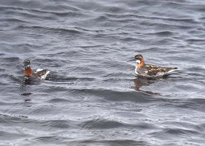 Wetland Surveys Ireland tweet media