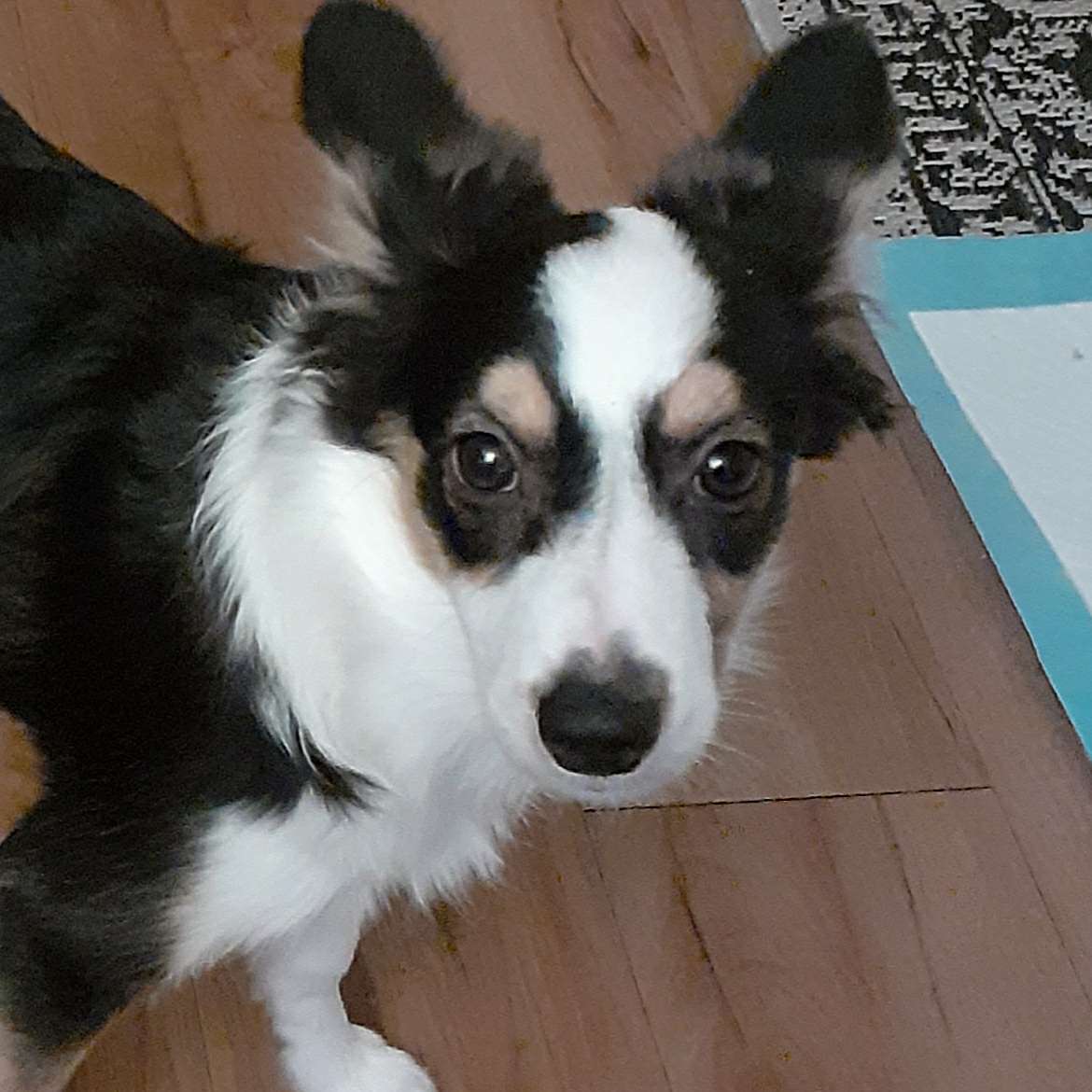 SavageMsphyre's tweet photo. @calik9 My Mini Aussie is so expressive. Here she is, clearly annoyed lol! https://t.co/ZvK6iXUzMl