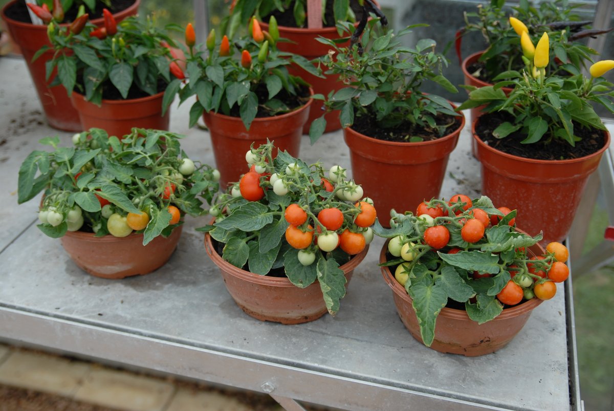 Joy Michaud tweet media