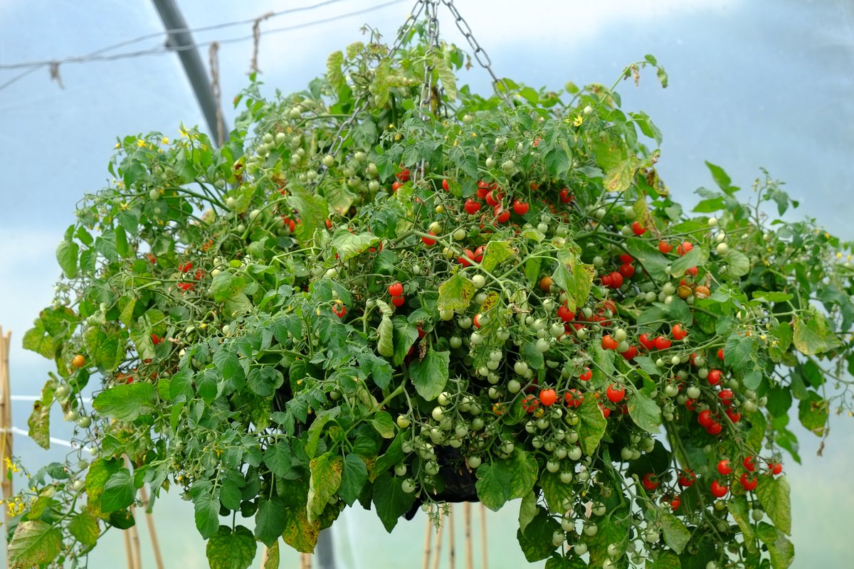 Joy Michaud tweet media