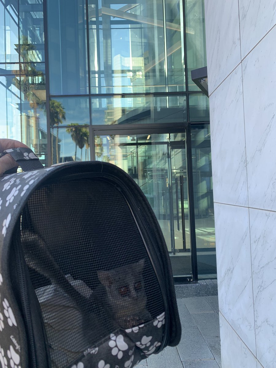 Mission Accomplished 👏👏👏🐾

We received a call to rescue a Bushbaby stranded at 100 Graystone Drive, Sundown in the heart of Sandton, which had wandered into Investec's main reception area.

He has been safely transported and will join a group to be released. 
#Investec