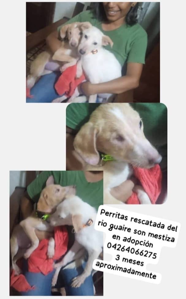 PerroUsuario's tweet photo. Estas pequeñas ya conocen el dolor de estar en las calles, ahora es justo que conozcan el amor de una familia. Se encuentran en Caracas. 
Si quieres más información debes comunicarte con el número de la publicación https://t.co/cVC8jm0CLC
