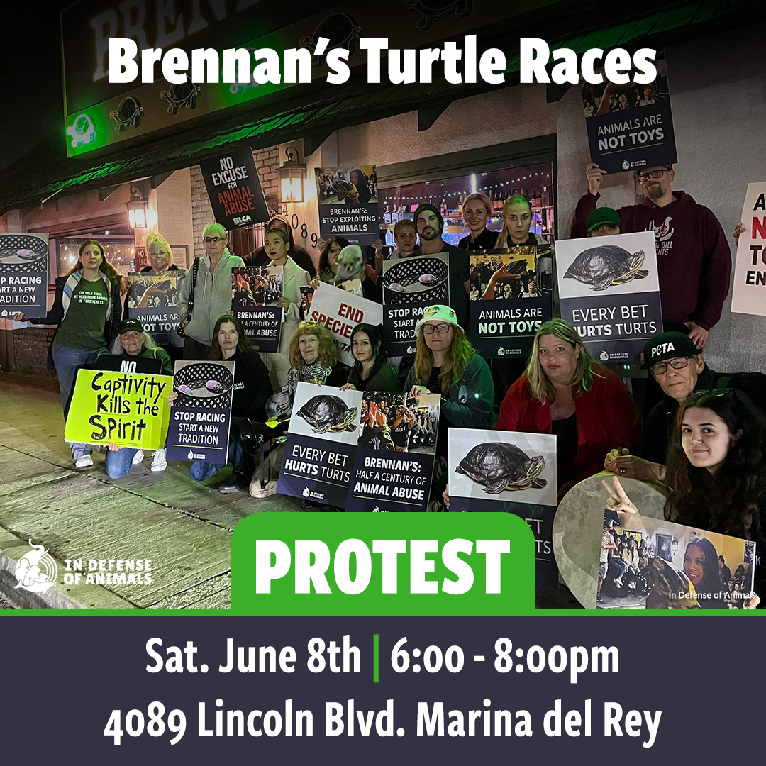 On June 8, we will return to Brennan's in L.A. to protest the bar for continuing to exploit turtles for racing. Please take action with us and sign our alert to take a stand against the races: bit.ly/4aDVPRF