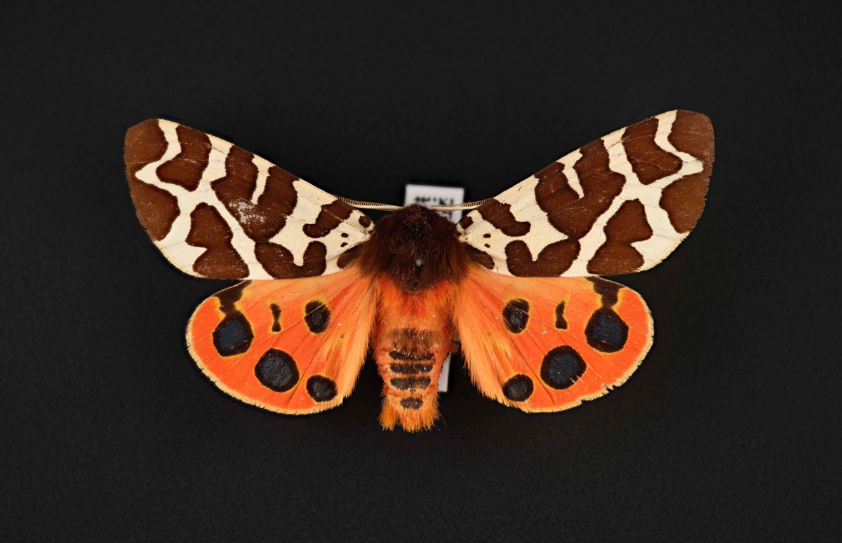 NatSciNMS's tweet image. We're hosting an exciting selection of events next month for @InsectWeek 2024! Come and join us to celebrate the 'Little things that run the word'... 🐛🦋

➡️ nms.ac.uk/InsectWeek 

#MothsMatter #InsectWeek