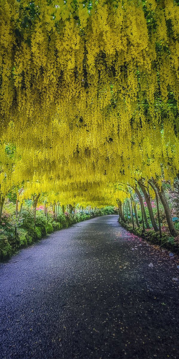 madmaz2112's tweet photo. 'The Laburnum Chains', Bodnant Garden, Talycafn, Conwy last week 💛🌾🌾💛 (taken with Samsung S21) @Ruth_ITV @DerekTheWeather @ItsYourWales @BBCWalesNews @visitwales @BBCCymruFyw @NTCymru_ @BodnantGardenNT @BangorWalesNews @S4Ctywydd @northwalesmag @nationaltrust #ThePhotoHour https://t.co/oAeJCeVcV7
