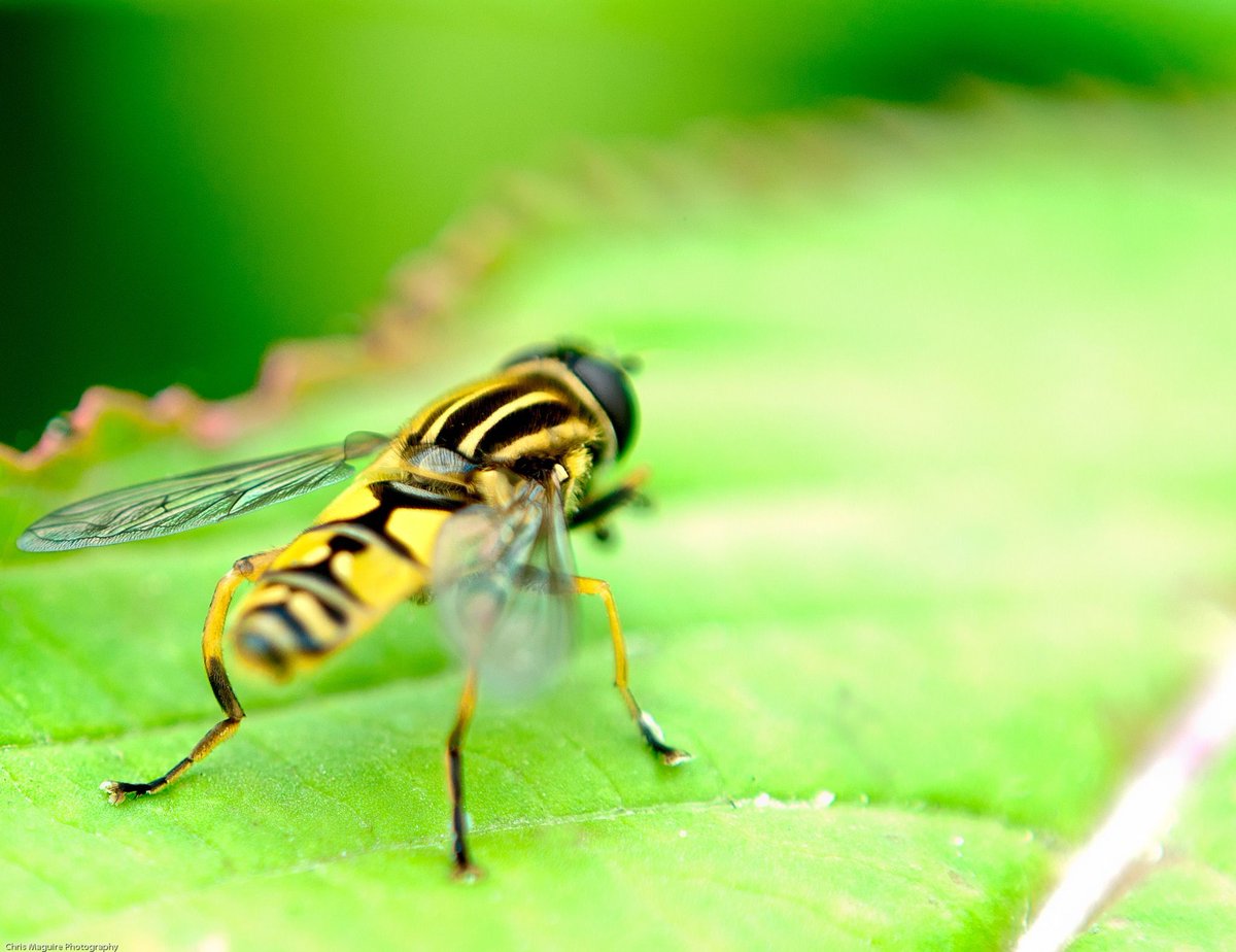 Did you know hoverflies pollinate 72% of crop plants worldwide?

In this workshop, we'll look at identification, examine them in the lab & explore the college grounds to look for living hoverflies.

📍Newquay University Centre | 📆 Mon 17 Jun | ⏰10am-4pm

buff.ly/4c191kV