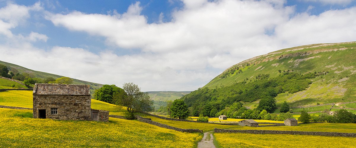 Yellow delight in Yorkshire countryside, England. By Melvin Nicholson.