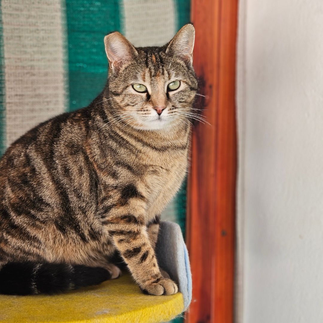 I’m Habibi, with a heart of gold! I may be a bit shy at first, but who can blame me? Now, I’m ready to trade in my feral past for a cozy home filled with love. I promise to bring sweetness and a touch of mystery to your life.

To adopt Habibi, visit tears.org.za/cats/?mgi_29=7…