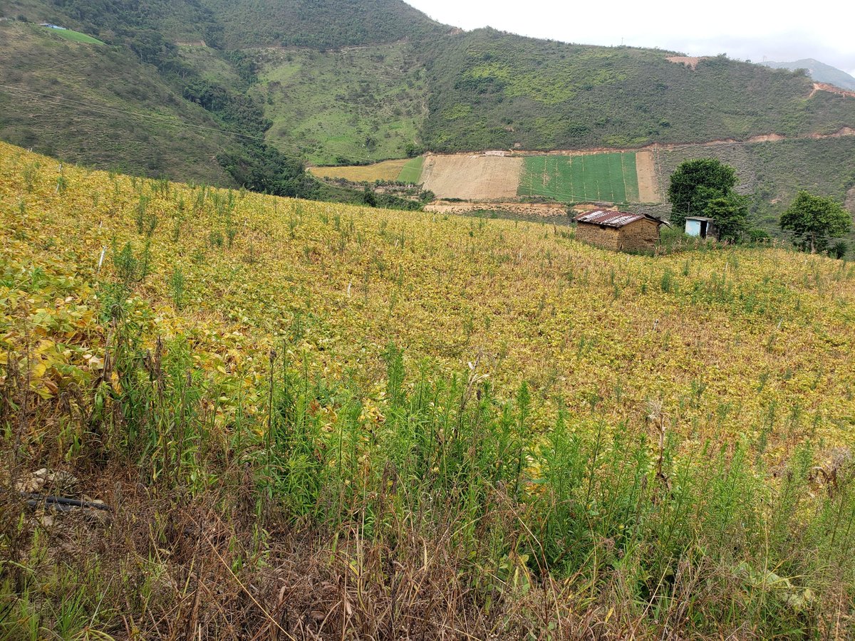 Realizamos visita técnica a predios de familias campesinas de las veredas Los Curos, El Castillo y La Motilona de Ábrego (Norte de Santander) que esperan tener el título de propiedad. Son 38 hectáreas dedicadas al cultivo de cebolla, fríjol, pepino, potreros para pastoreo.