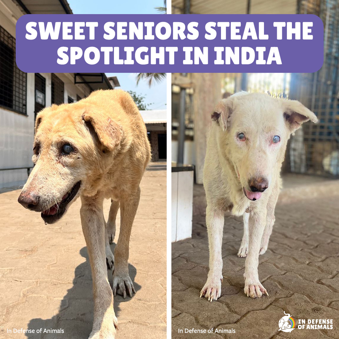 Two senior, special-needs dogs soak up all the love in India! bit.ly/3yMd7id Pls RT and support our work: bit.ly/4aDWqmy #Rescue #Mumbai