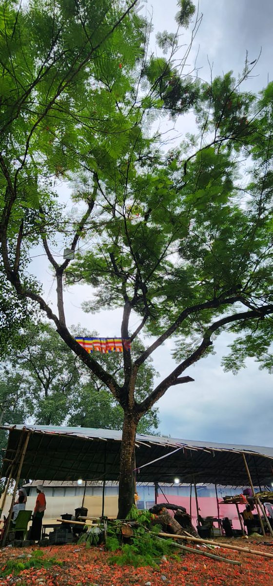 The flourishing Gulmohar tree in the premises of Kherem Buddha Vihara reminds the dedicated service of Shri @prashantias2001 ji, IAS. The sapling planted during his tenure as Assistant Commissioner in Tezu, Lohit District during the year 2004-2007, has grown into a big tree today