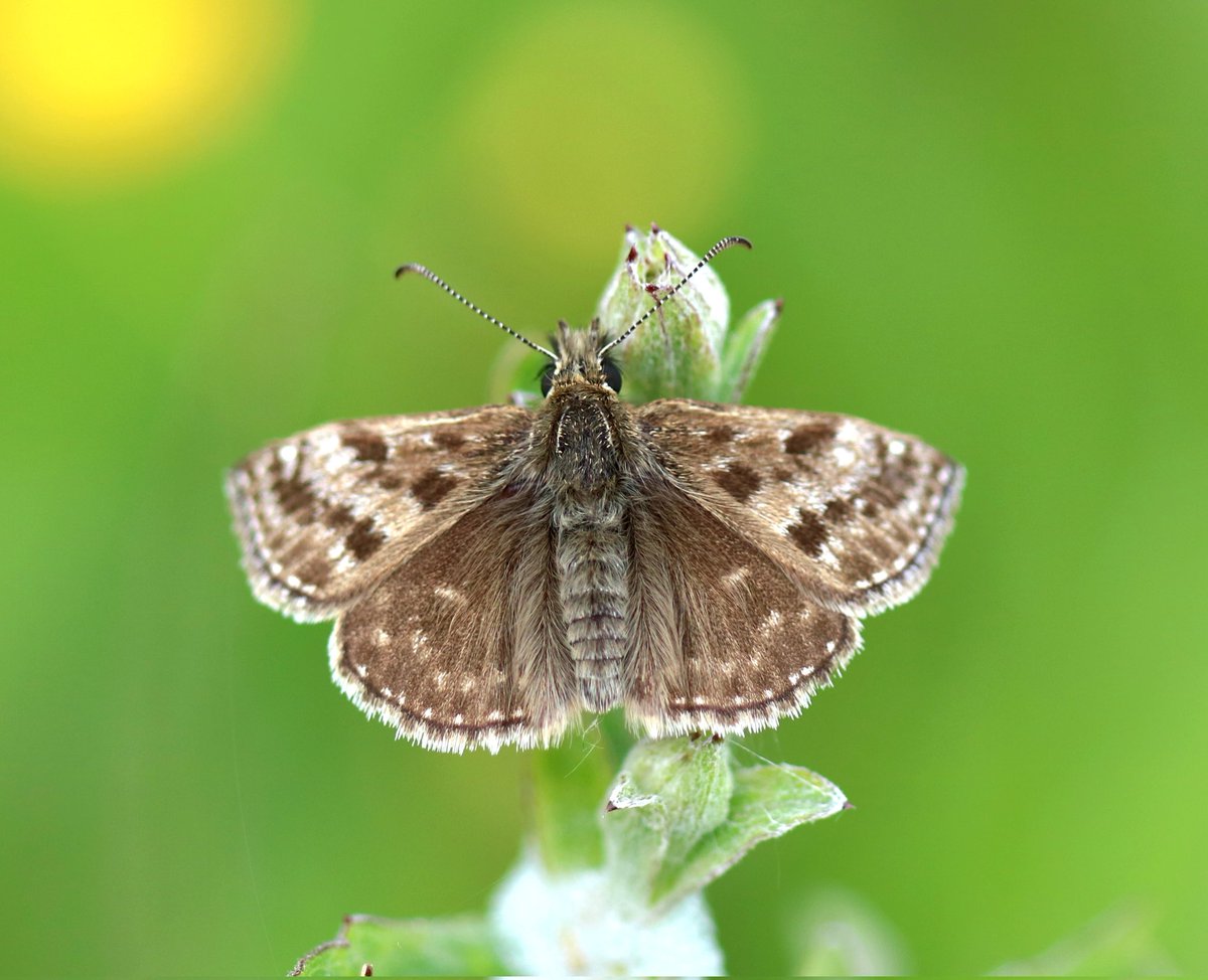A nice fresh Dingy Skipper from a recent transect, Apedale, Newcastle Under-Lyme. @BC_WestMids