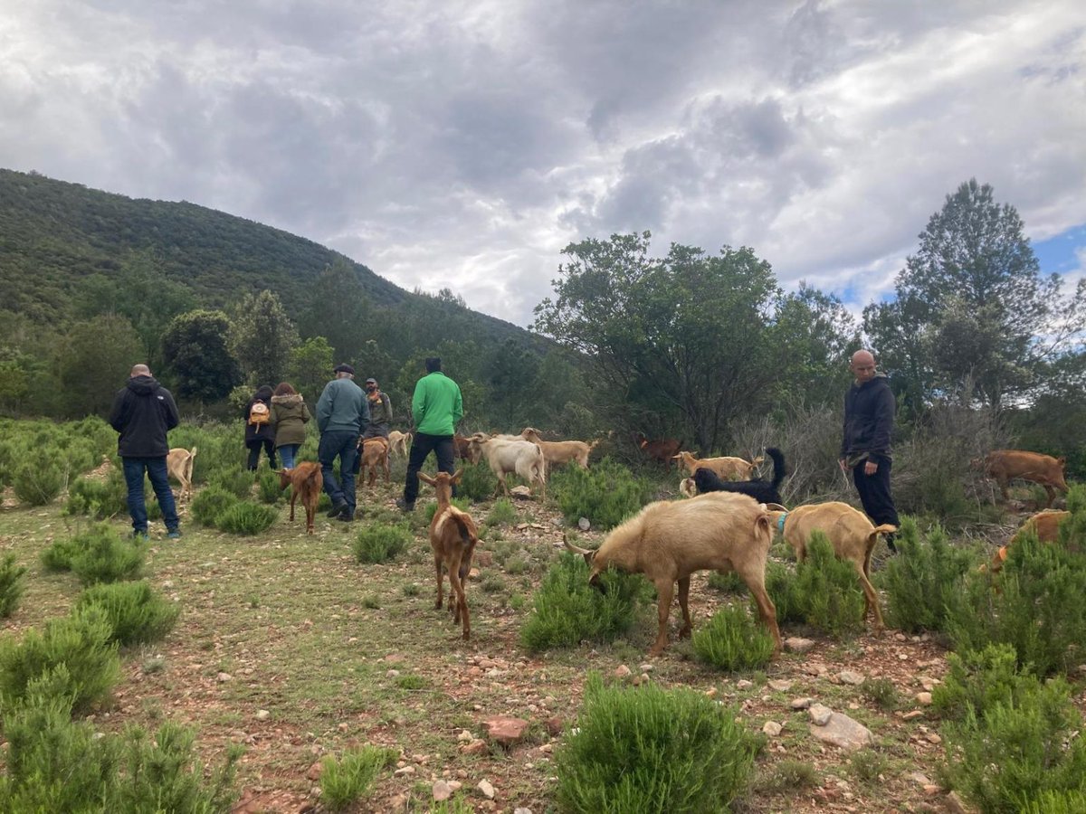 Compartint bones pràctiques per a un paisatge mediterrani més resilient dlvr.it/T7YnmN via @ctforestal