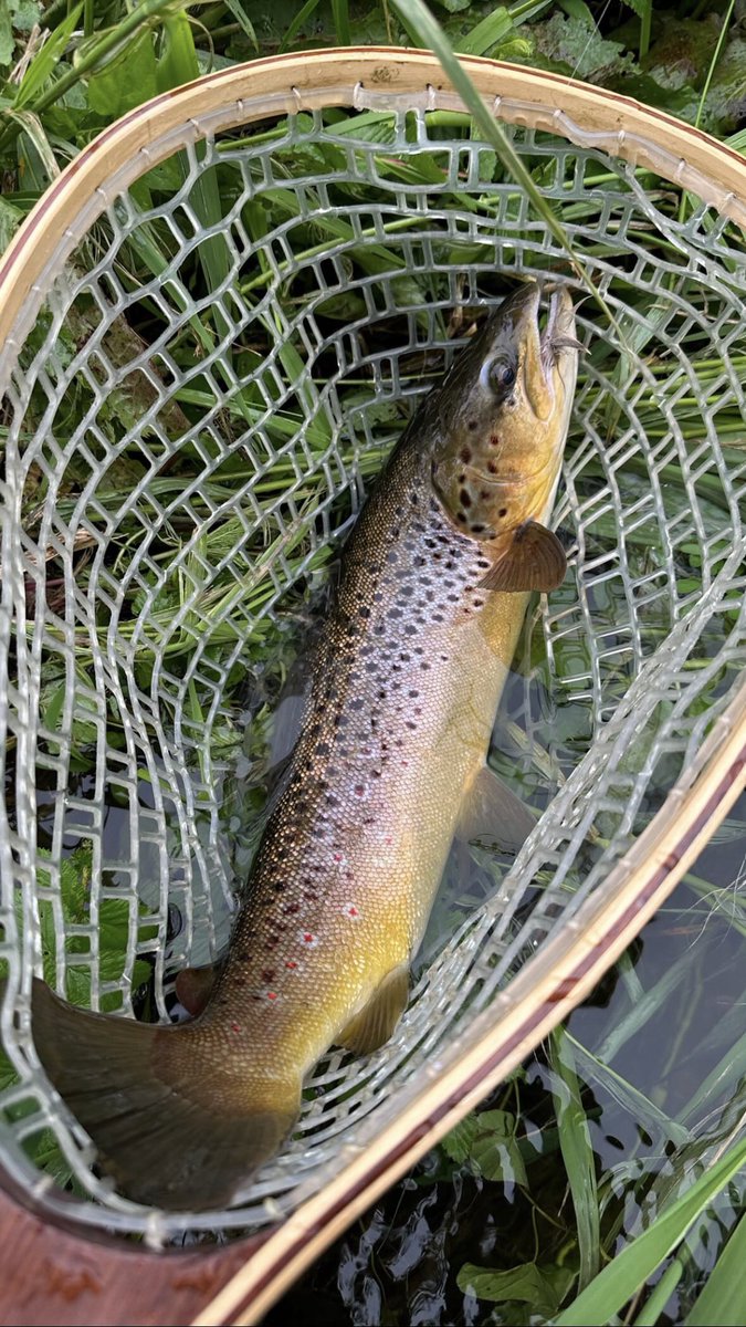 “Finally found a sheltered corner and a rising fish. Tied on a fresh UVM and it took it first time. Beautiful take. Beautiful fish.” <a href="/Phishtitz/">David Burton</a>