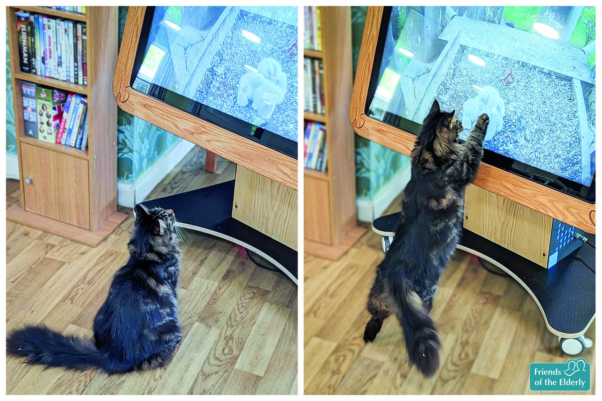 It's not just residents at our #Malvern #care homes who enjoy tuning in to the home's video bird box, but Twinkle, the care home's #cat, too! 😅 ow.ly/TN9050N9ywg #Worcestershire #carehome