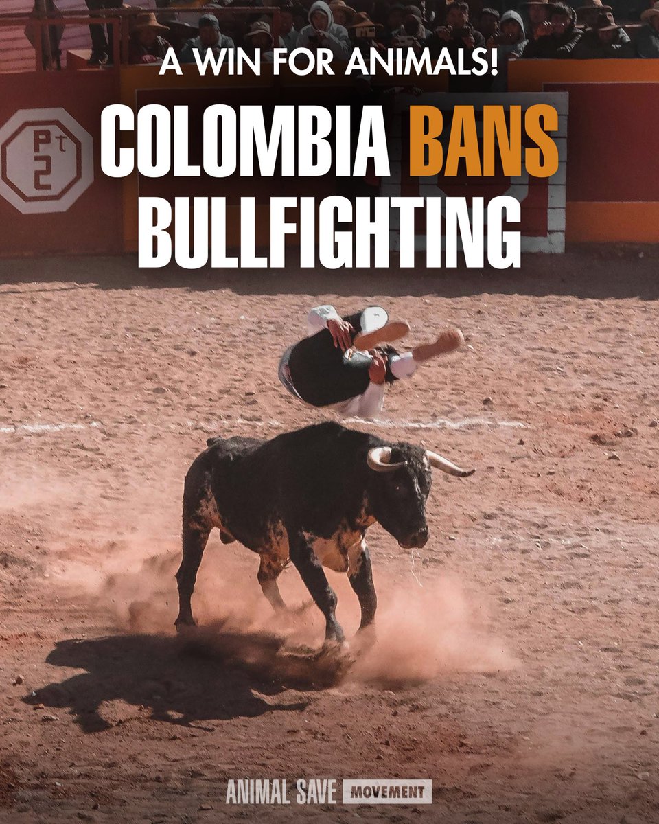 VICTORY 🎉 Colombia has taken a historic step in defense of animals! On Tuesday, Colombian lawmakers passed a bill with a resounding 93-2 vote, banning bullfighting throughout the country!

Animal rights activists have campaigned tirelessly for years, urging the Colombian