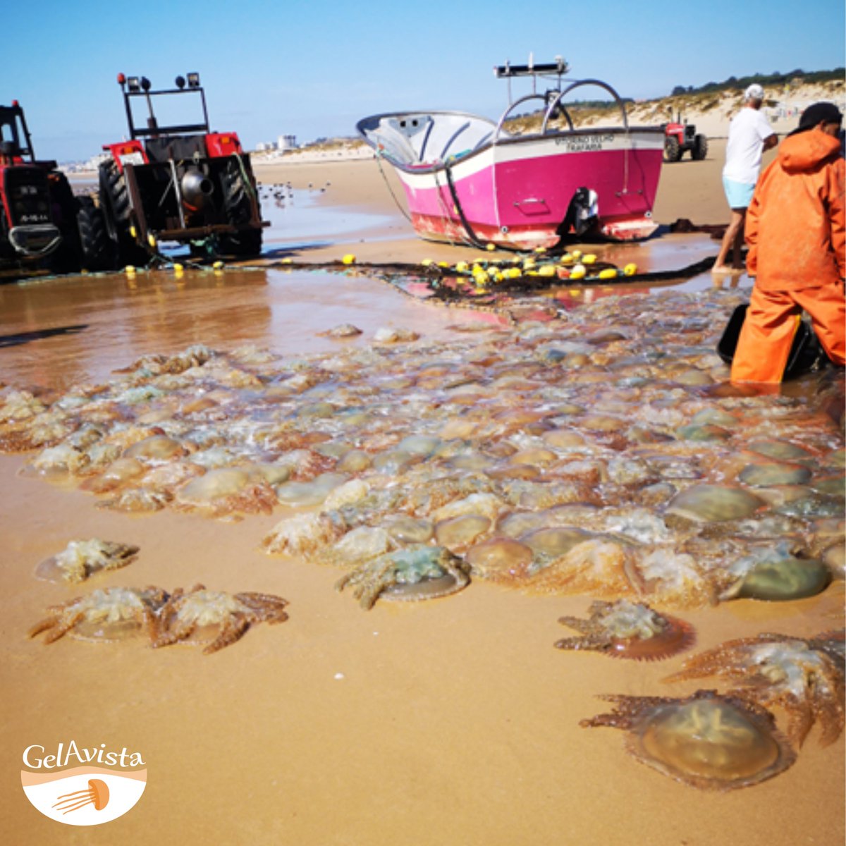 Tendo em conta teorias recentes que apontam para um aumento da ocorrência de gelatinosos num contexto de alterações climáticas, o #GelAvista procura avaliar os seus efeitos nestes organismos e nos ecossistemas marinhos em 🇵🇹. 📷 José Azevedo + info em bit.ly/3rXGiYa