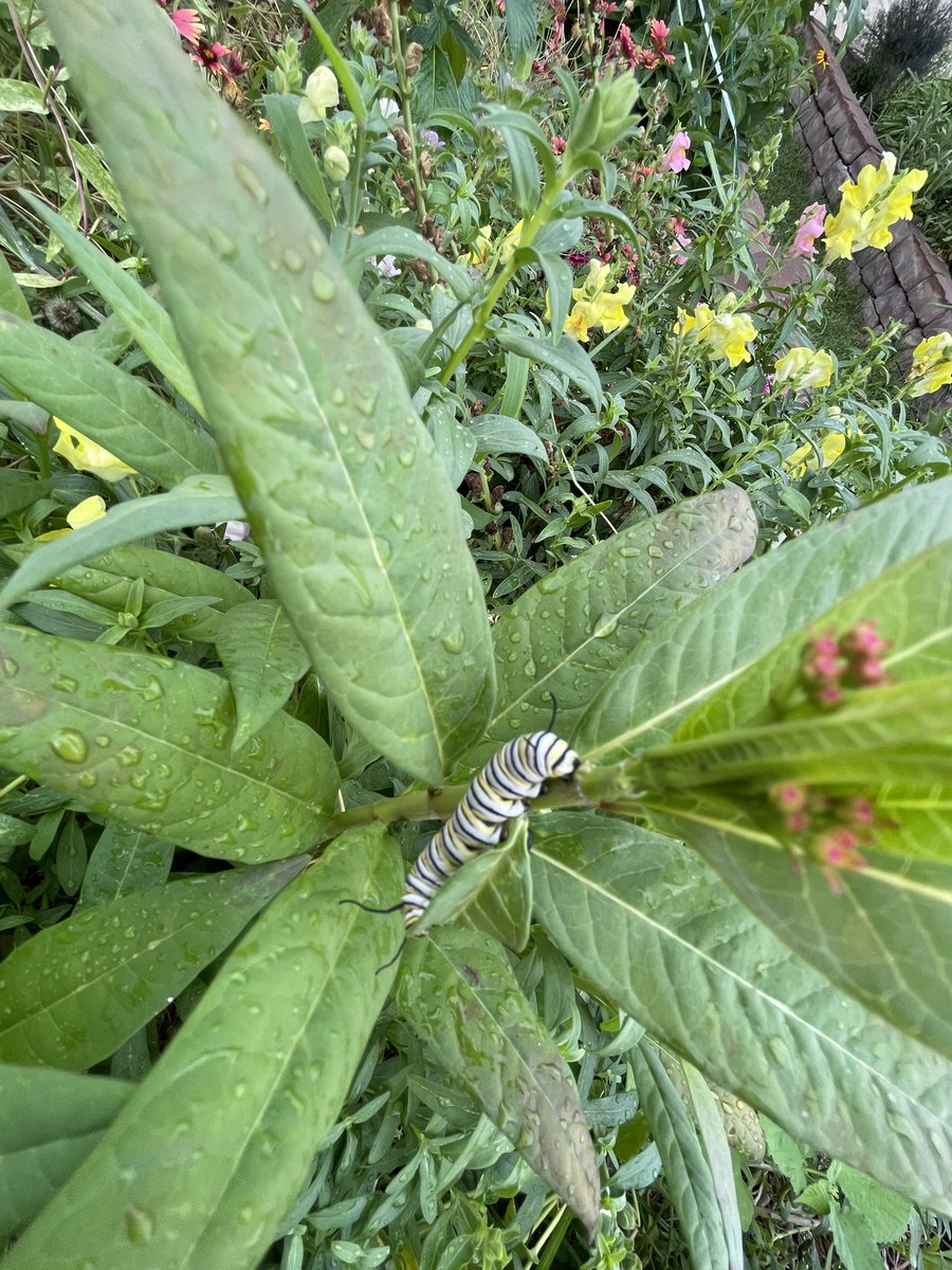 They’re back!!! Here’s a monarch larva on the milkweed at @MRobinsonElem!!! @readygrowgarden @BraleyRocio