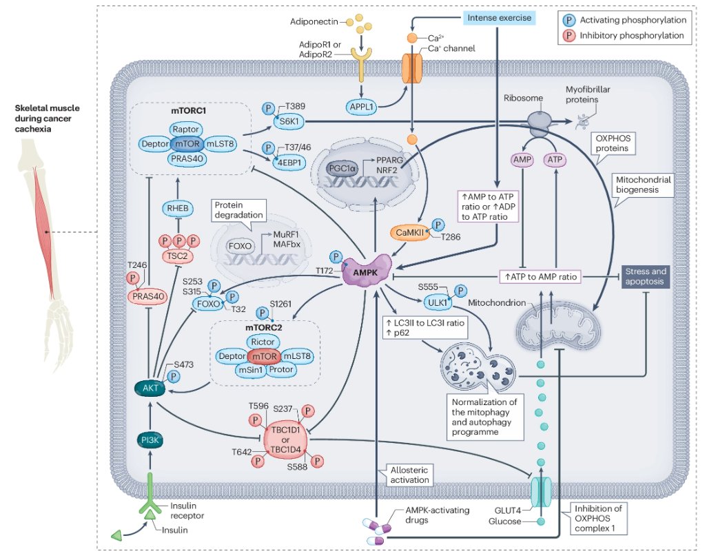 Online now: a Review outlining the role of AMPK in #cancer #cachexia and metabolic dysfunction, including discussion of how targeting AMPK might be an option to preserve muscle and adipose tissue mass (£) go.nature.com/4c1MFjj