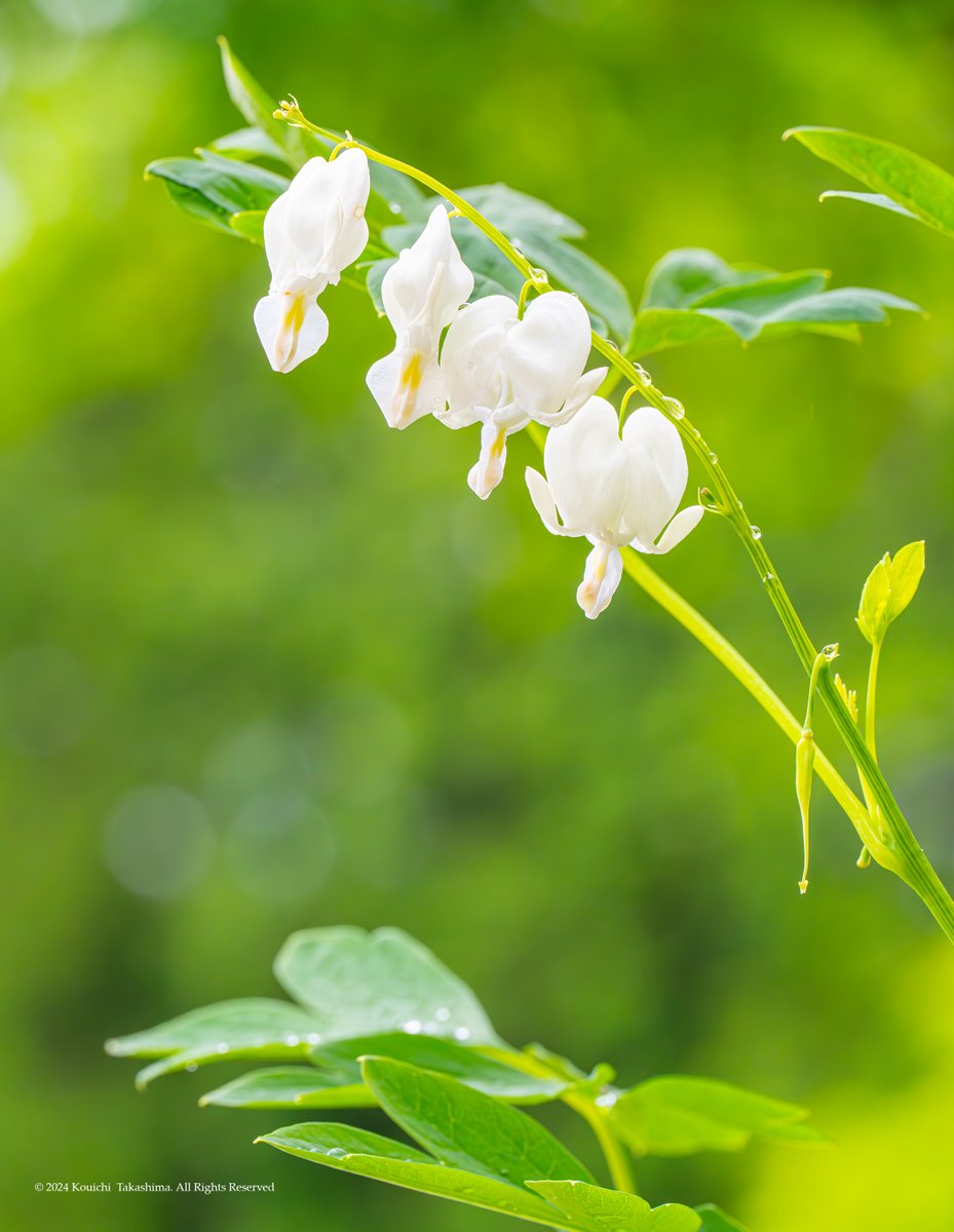 タイツリソウ「鯛釣草」✨ ハート型の花が可愛いですね🤍 #naturephotgraphy #花