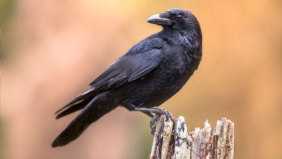 NEWS: Crows can count out loud, startling study reveals bit.ly/4buvvL8