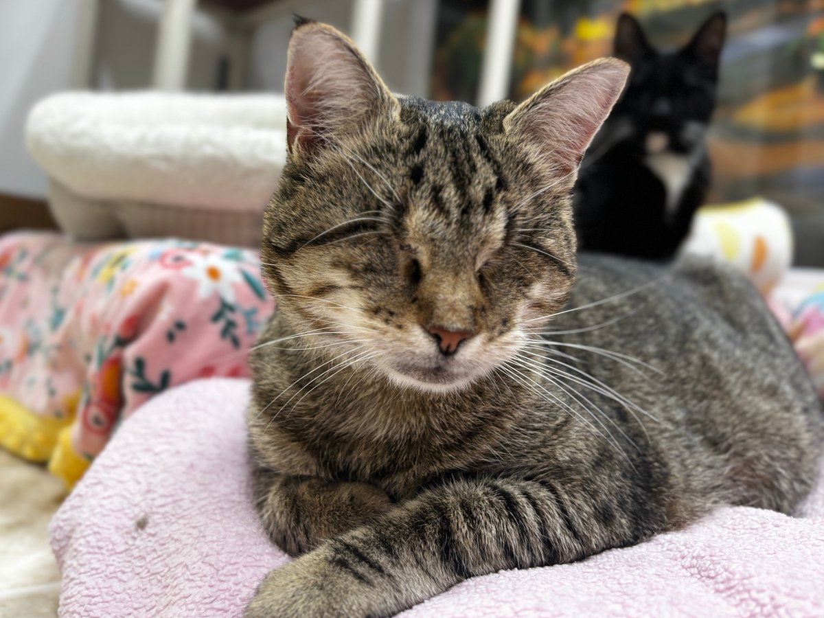 BlindCatRescue's tweet image. #COTD is Pebble! She is a blind kitty who was rescued as a kitten by a TNR group. Pebble went blind &amp;amp; lost her eyes because of an upper respiratory infection. She came to us in 2015 &amp;amp; has been living happily ever since here at her forever home.

Read more: blindcatrescue.com/cats/pebble.htm