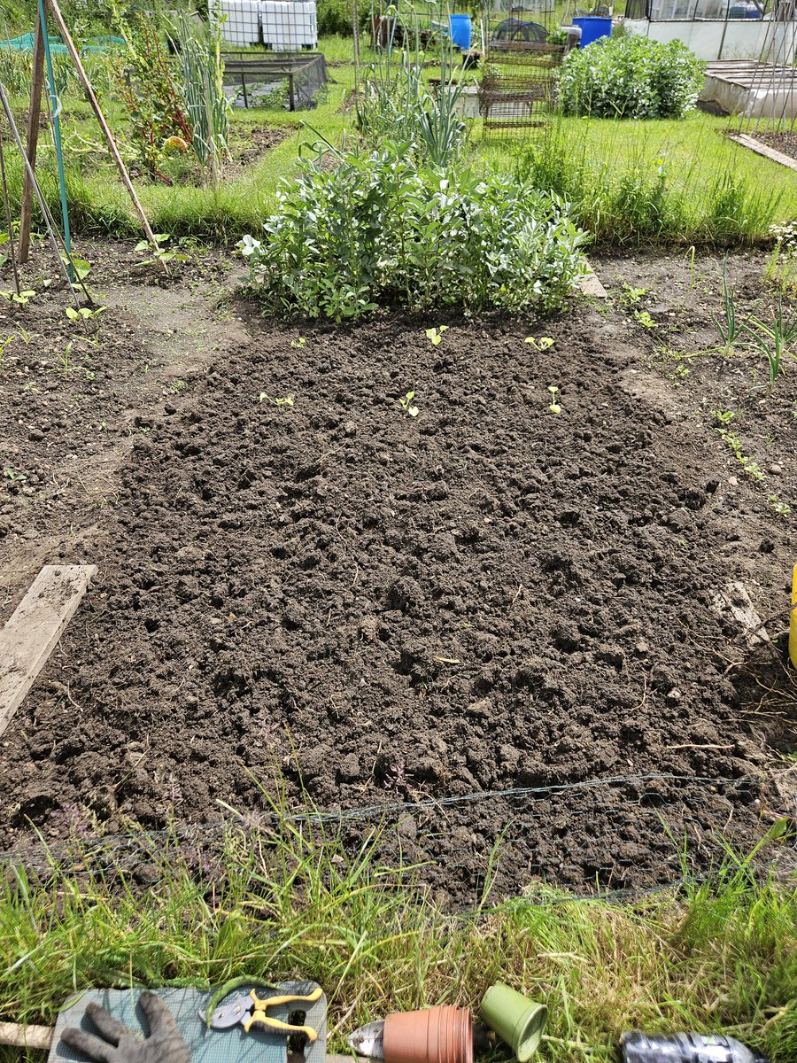 Today's work, digging the bed for the courgettes and 'whatever else I put in there tomorrow when I have more time'. Only 4 spaces left unprepared, though 2 are massive. Getting there.

#Allotment
