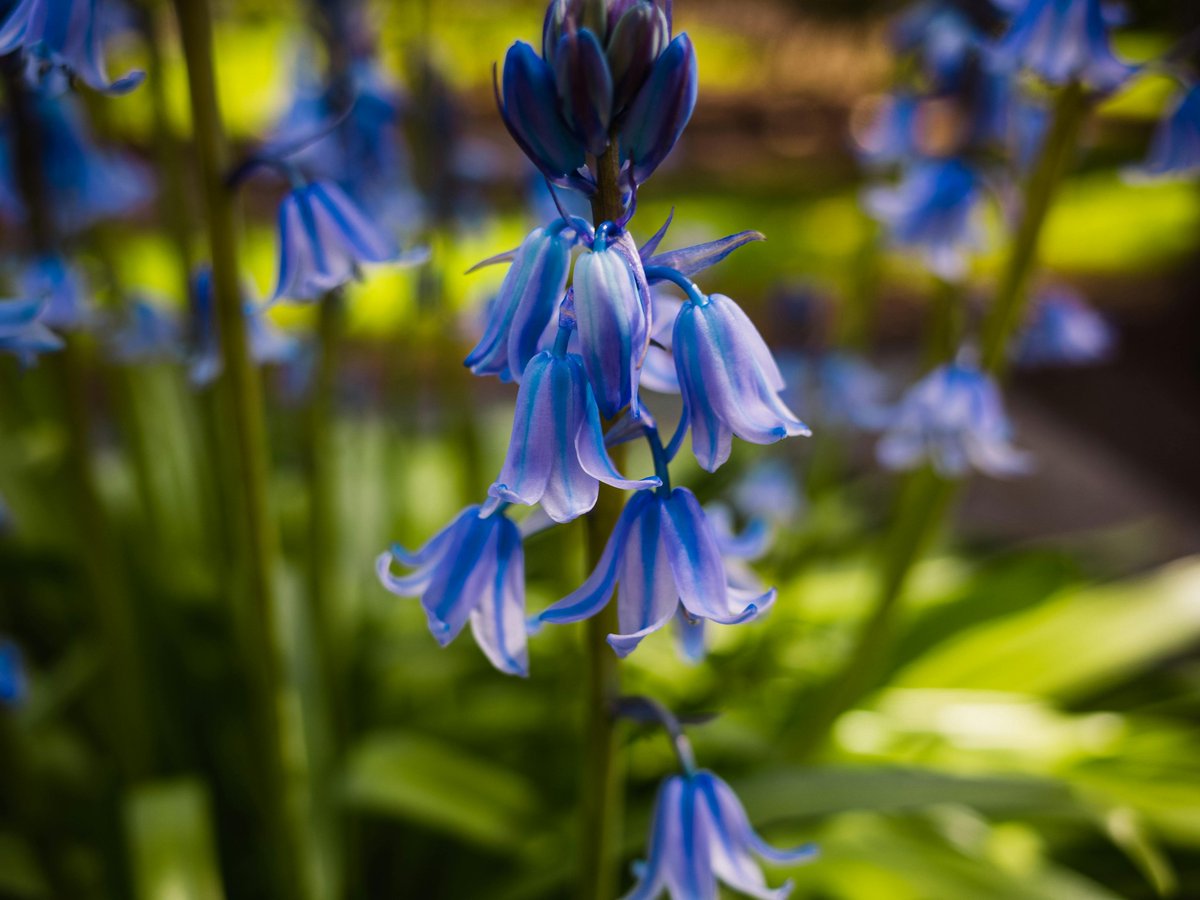 Spanish Bluebells: Humility, Constancy, Gratitude and Everlasting Love …icflowersbeautifulblooms.blogspot.com/2024/05/spanis… #SpanishBluebells #BlueBells #EverlastingLove #Hyacinthoides Scilla