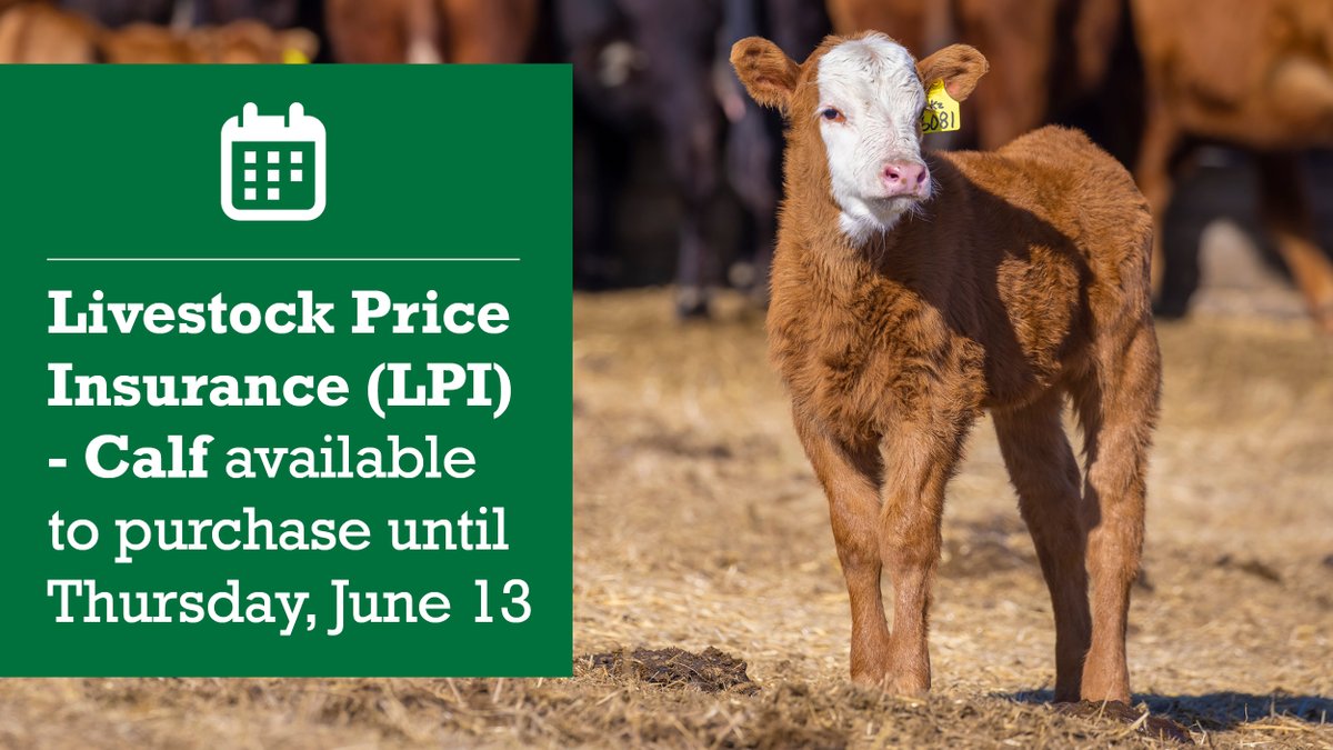The deadline to purchase Livestock Price Insurance-Calf policies is Thursday, June 13, 2024. Visit lpi.ca to learn more and sign up to get the premiums & settlements delivered to your inbox.