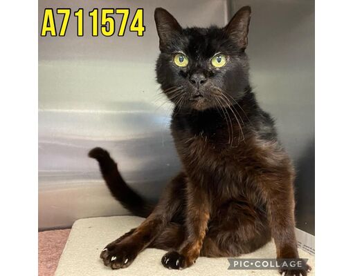 At an overcrowded shelter in #SanAntonio, #TX, 9-year-old Oso needs a forever home, a foster home, or rescue adoptapet.com/pet/41349788-s… #URGENT #blackcat #seniorcat #AdoptableCatofDay 🐈‍⬛